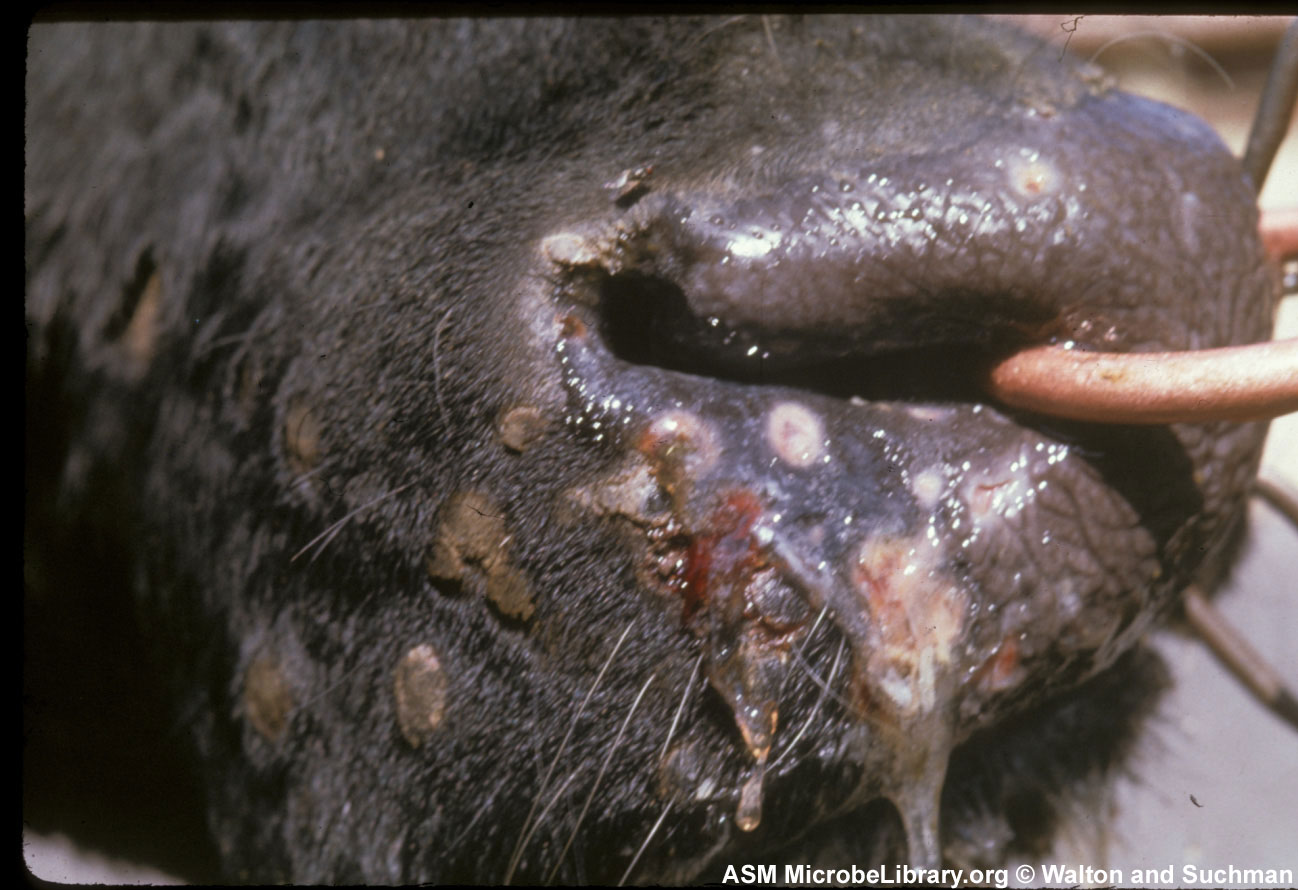 index.php/prevention-of-bse/frequently-asked-questions-faq-on-lumpy-skin-disease-lsd