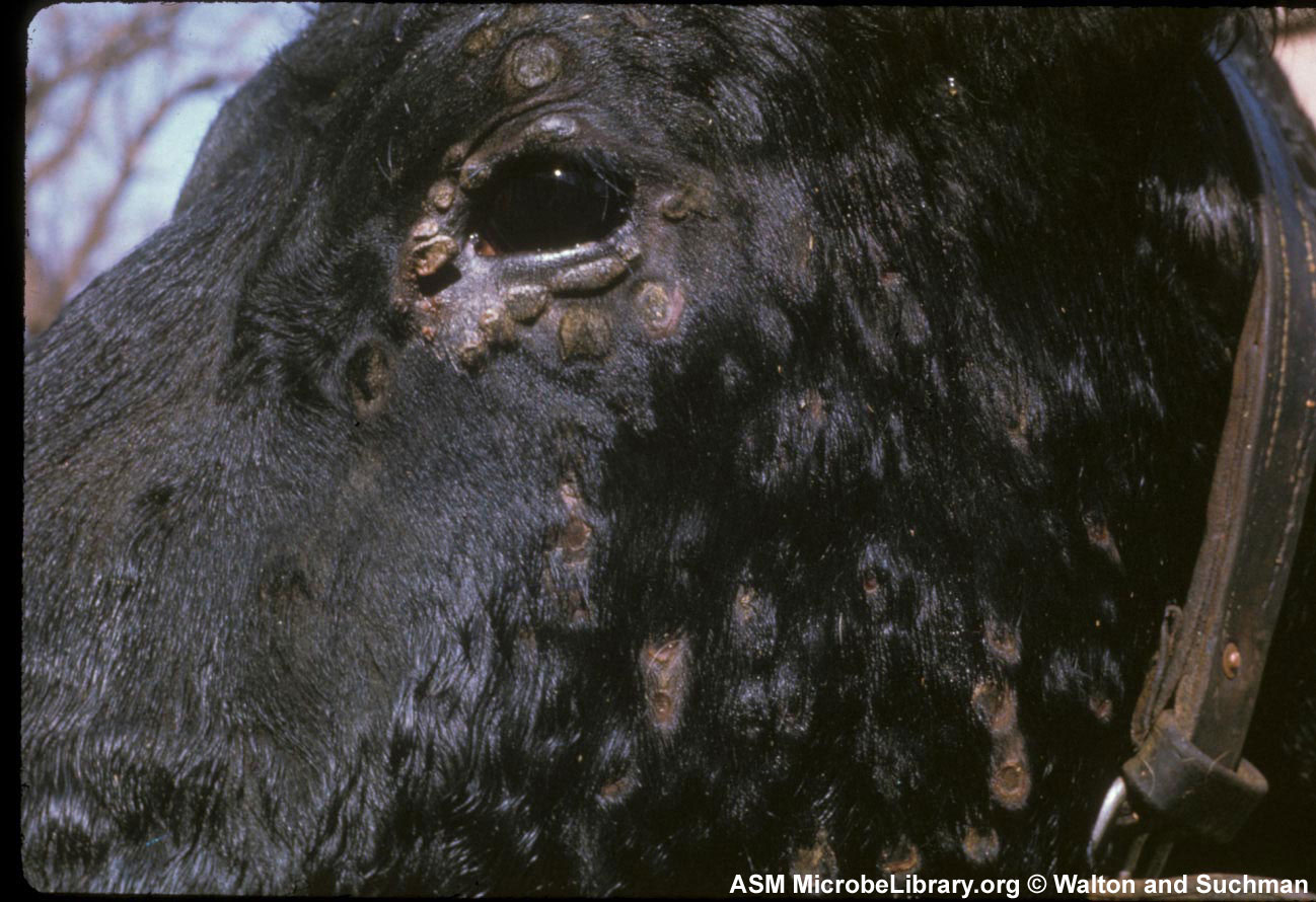 index.php/prevention-of-bse/frequently-asked-questions-faq-on-lumpy-skin-disease-lsd