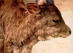lumpy skin disease 01