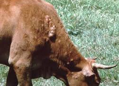 lumpy skin disease 02