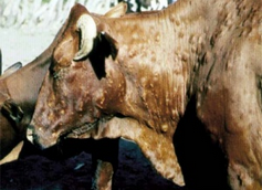 lumpy skin disease 03