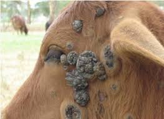 lumpy skin disease 05